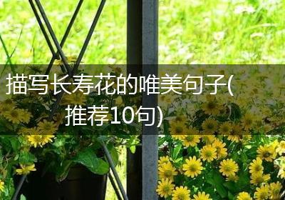 描写长寿花的唯美句子(推荐10句)