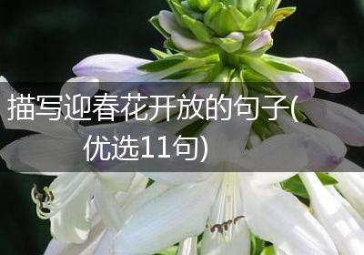 描写迎春花开放的句子(优选11句)
