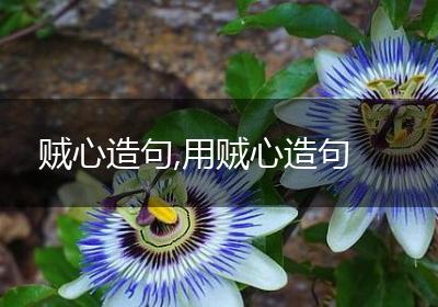 贼心造句,用贼心造句