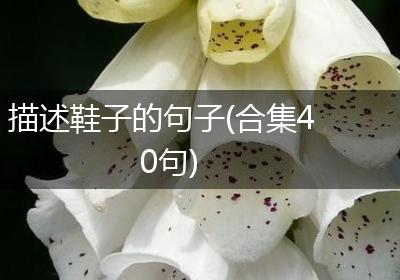 描述鞋子的句子(合集40句)