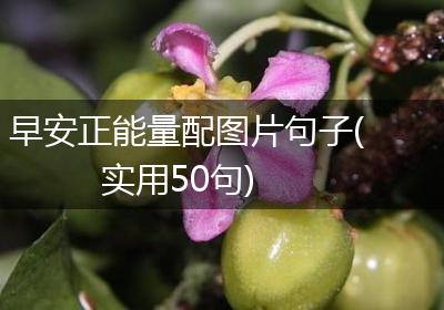 早安正能量配图片句子(实用50句)