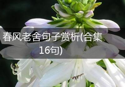 春风老舍句子赏析(合集16句)