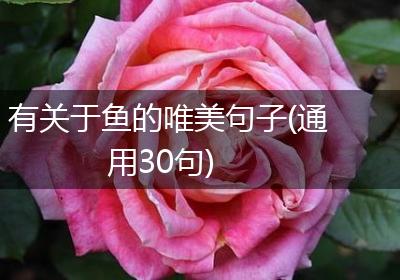 有关于鱼的唯美句子(通用30句)