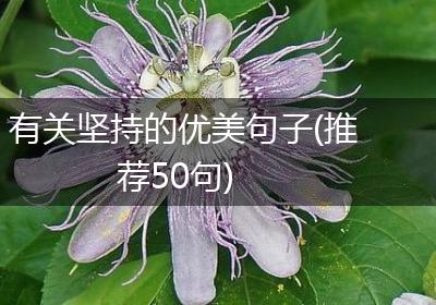 有关坚持的优美句子(推荐50句)
