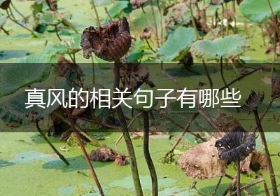 真风的相关句子有哪些