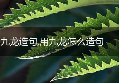 九龙造句,用九龙怎么造句