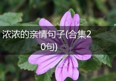浓浓的亲情句子(合集20句)