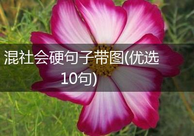 混社会硬句子带图(优选10句)