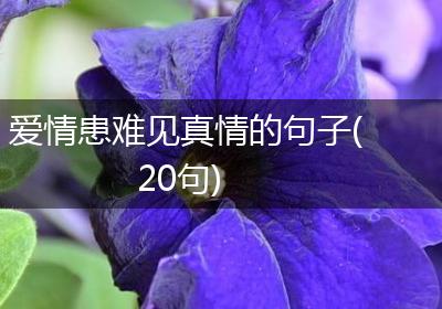 爱情患难见真情的句子(20句)