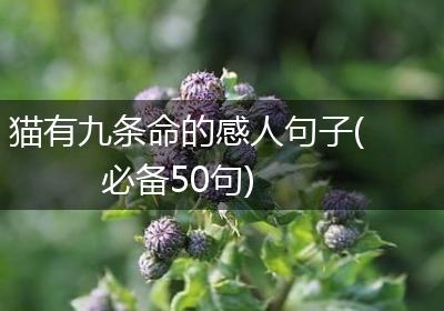 猫有九条命的感人句子(必备50句)