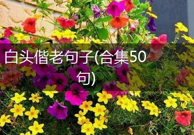 白头偕老句子(合集50句)
