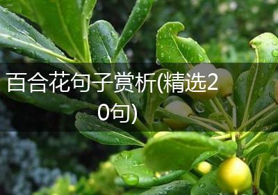 百合花句子赏析(精选20句)