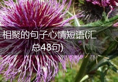 相聚的句子心情短语(汇总48句)