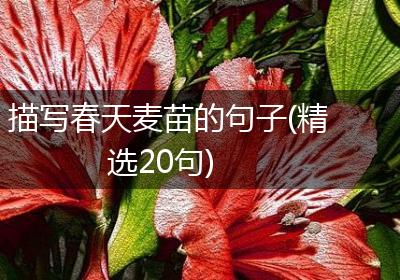 描写春天麦苗的句子(精选20句)