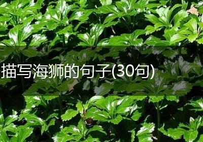描写海狮的句子(30句)