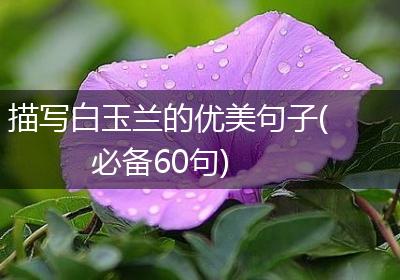 描写白玉兰的优美句子(必备60句)