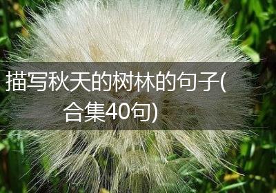 描写秋天的树林的句子(合集40句)