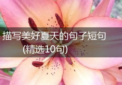 描写美好夏天的句子短句(精选10句)