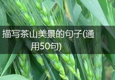 描写茶山美景的句子(通用50句)