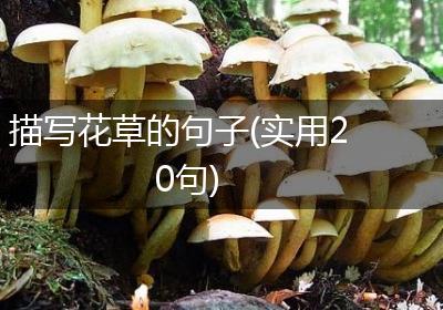描写花草的句子(实用20句)