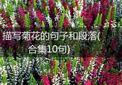 描写菊花的句子和段落(合集10句)