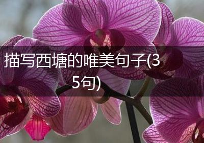 描写西塘的唯美句子(35句)