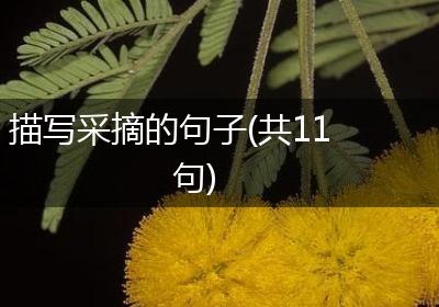 描写采摘的句子(共11句)