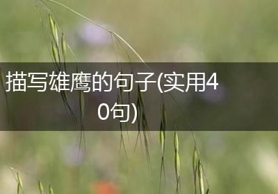 描写雄鹰的句子(实用40句)