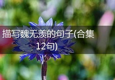 描写魏无羡的句子(合集12句)