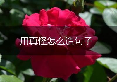 用真怪怎么造句子