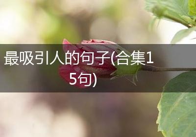 最吸引人的句子(合集15句)