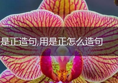 是正造句,用是正怎么造句