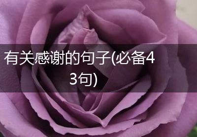 有关感谢的句子(必备43句)