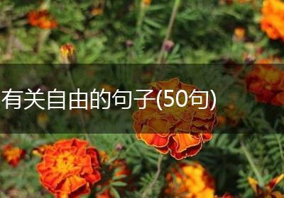 有关自由的句子(50句)