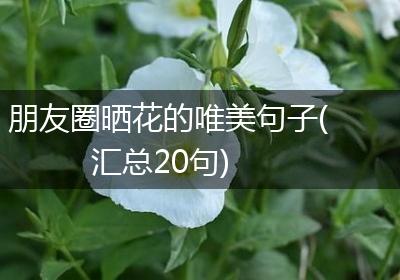 朋友圈晒花的唯美句子(汇总20句)