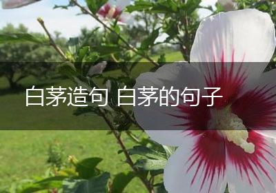 白茅造句 白茅的句子