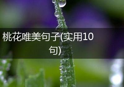 桃花唯美句子(实用10句)