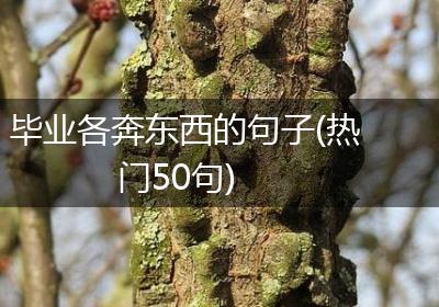 毕业各奔东西的句子(热门50句)