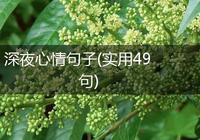 深夜心情句子(实用49句)