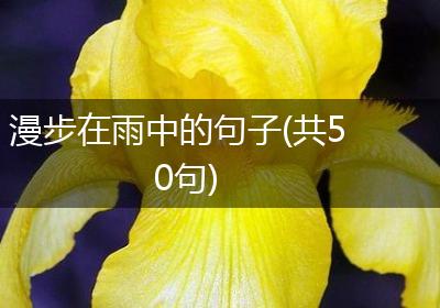 漫步在雨中的句子(共50句)