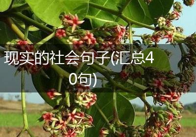 现实的社会句子(汇总40句)