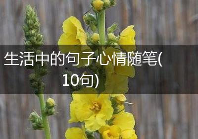 生活中的句子心情随笔(10句)