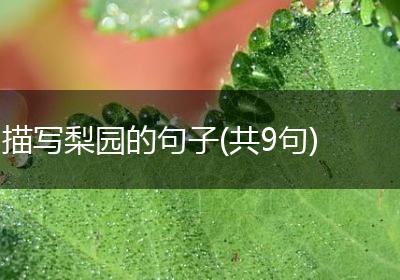 描写梨园的句子(共9句)