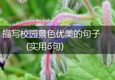 描写校园景色优美的句子(实用6句)