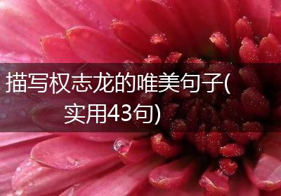 描写权志龙的唯美句子(实用43句)