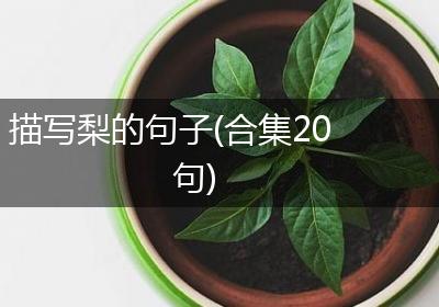 描写梨的句子(合集20句)