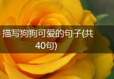 描写狗狗可爱的句子(共40句)