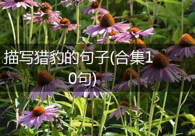 描写猎豹的句子(合集10句)