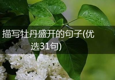 描写牡丹盛开的句子(优选31句)