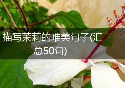 描写茉莉的唯美句子(汇总50句)